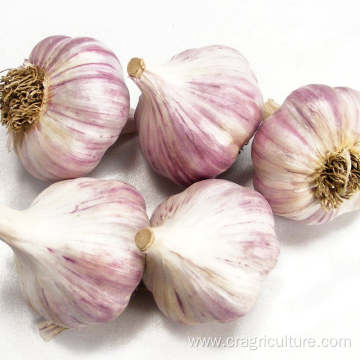 Buy Dried Garlic Vegetable Price